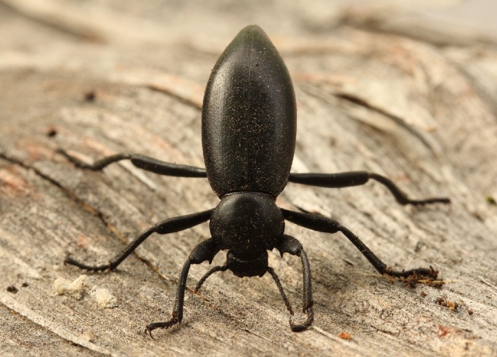 Darkling Beetle